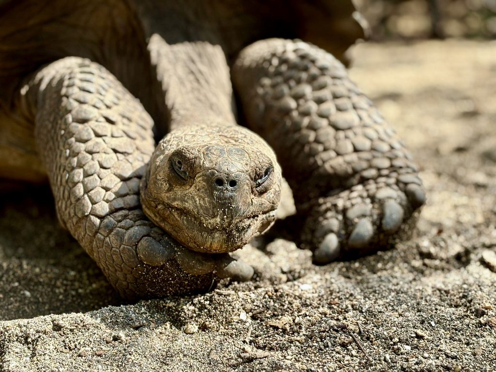 Giant tortoise in the Galapagos
